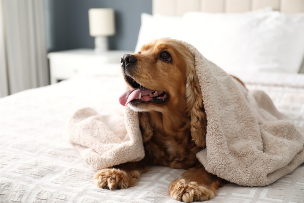 Dog With Towel